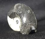 Manticoceras sp. HYATT 1884 - Bild &copy; FossNet FossilienStore